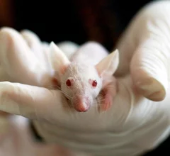 HHS replacing lab animals with AI