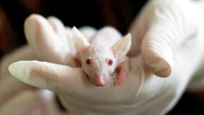 HHS replacing lab animals with AI