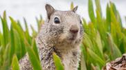 Foraging Squirrel