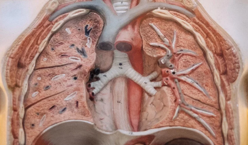 Lungs