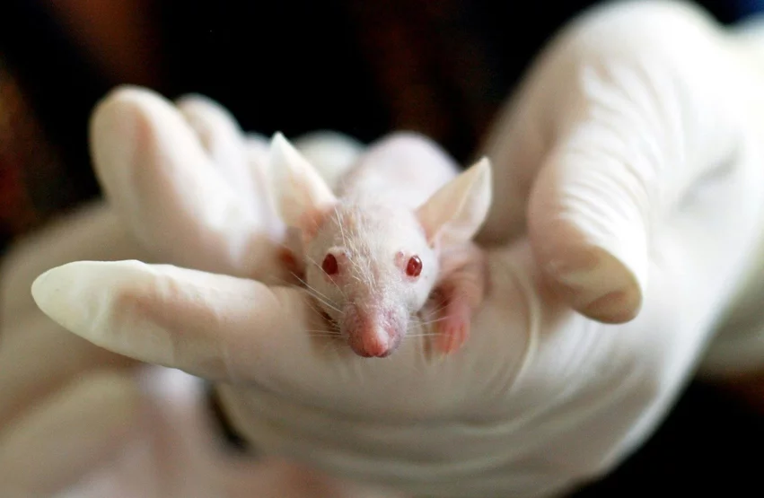 HHS replacing lab animals with AI